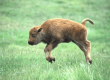 Baby Bison