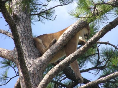 Mountain Lion Mountain Lion