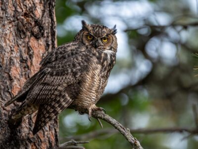 Great Horned Owl Great Horned Owl